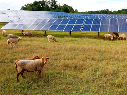 Solar para pastoreo de ovejas